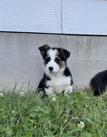Luna, a female Pembroke Welsh Corgi for sale in Caney, KS – 2 of 8