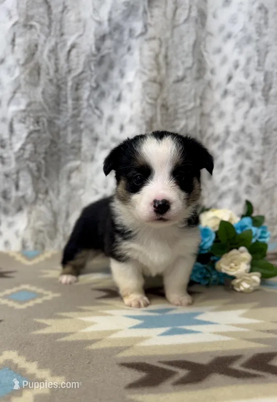Luna – Pembroke Welsh Corgi puppy for sale in Caney, KS