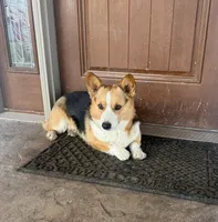 Luna, a female Pembroke Welsh Corgi for sale in Caney, KS – Photo 8 of 8