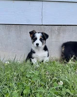 Luna, a female Pembroke Welsh Corgi for sale in Caney, KS – 4 of 8