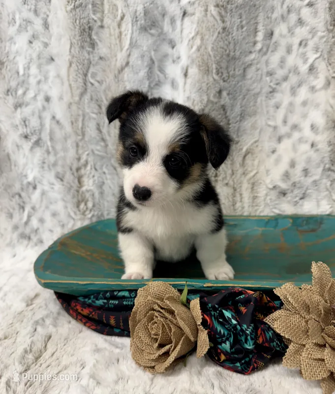 Luna – Pembroke Welsh Corgi puppy for sale in Caney, KS