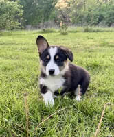 Lucy, a female Pembroke Welsh Corgi for sale in Caney, KS – 4 of 8