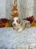 Amber, a female Miniature Australian Shepherd for sale in Caney, KS – 5 of 5