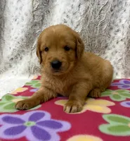 Scarlet , a female Golden Retriever for sale in Caney, KS – 5 of 6