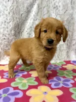 Scarlet , a female Golden Retriever for sale in Caney, KS – 4 of 6