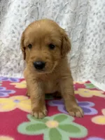 Scarlet , a female Golden Retriever for sale in Caney, KS – 6 of 6