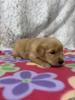 Sophie , a female Golden Retriever for sale in Caney, KS – 2 of 4