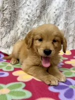 Sable - AKC , a female Golden Retriever for sale in Caney, KS – 6 of 10