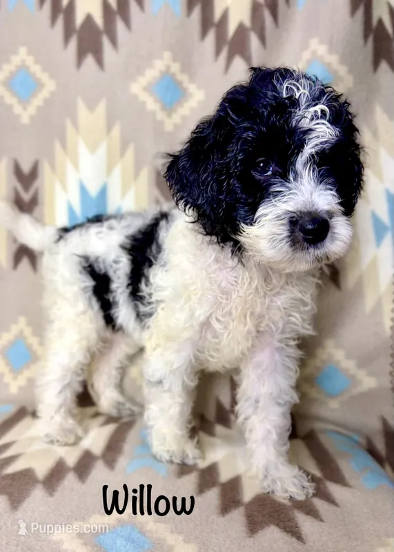 Willow F1b – Miniature Goldendoodle puppy on hold in Caney, KS