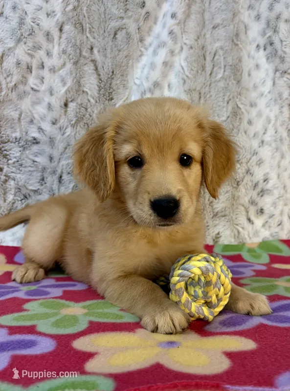 Sophie  – Golden Retriever puppy for sale in Caney, KS