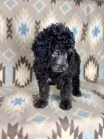 Willie F1b - READY!!, a male Miniature Goldendoodle for sale in Caney, KS – 3 of 10