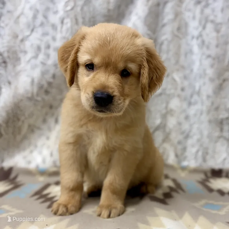 Samson – Golden Retriever puppy for sale in Caney, KS