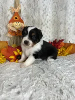 Boone , a male Miniature Australian Shepherd for sale in Caney, KS – 3 of 4