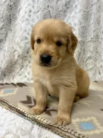 Samson, a male Golden Retriever for sale in Caney, KS – 3 of 3