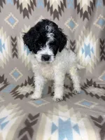 Willow F1b, a female Miniature Goldendoodle for sale in Caney, KS – 2 of 6