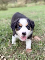 Berkley - ready for you!, a female Miniature Australian Shepherd for sale in Caney, KS – 4 of 9