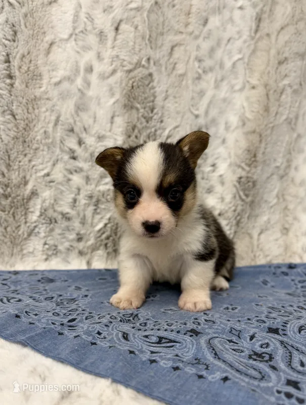 Clyde  – Pembroke Welsh Corgi puppy for sale in Caney, KS