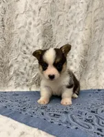 Clyde , a male Pembroke Welsh Corgi for sale in Caney, KS – 1 of 4