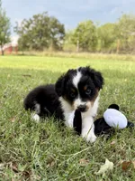 Boone  - Ready!, a male Miniature Australian Shepherd for sale in Caney, KS – 4 of 9