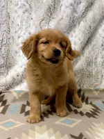 Squirt -AKC, a male Golden Retriever for sale in Caney, KS – 2 of 10