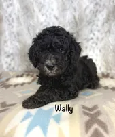 Wally F1b, a male Miniature Goldendoodle for sale in Caney, KS – 1 of 5