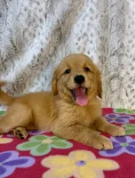 Sable - AKC , a female Golden Retriever for sale in Caney, KS – 2 of 10