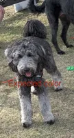 Winston F1b, a male Miniature Goldendoodle for sale in Caney, KS – 5 of 5