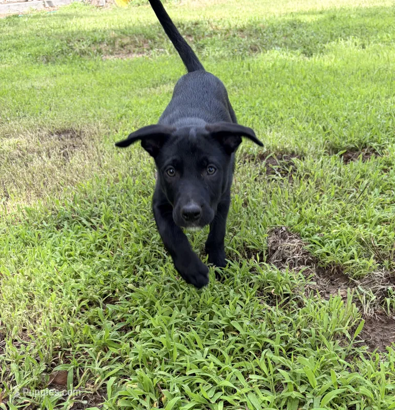 Hank the cowdog  – Border Collie puppy for sale in Caney, KS