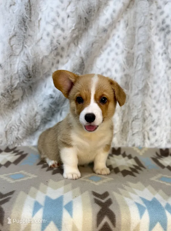 Cole – Pembroke Welsh Corgi puppy for sale in Caney, KS