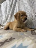 Samson -AKC, a male Golden Retriever for sale in Caney, KS – 3 of 9