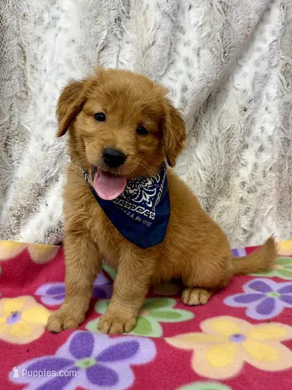 Scarlet  – Golden Retriever puppy for sale in Caney, KS