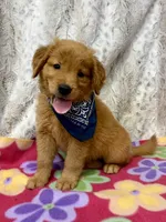 Scarlet , a female Golden Retriever for sale in Caney, KS – 1 of 6