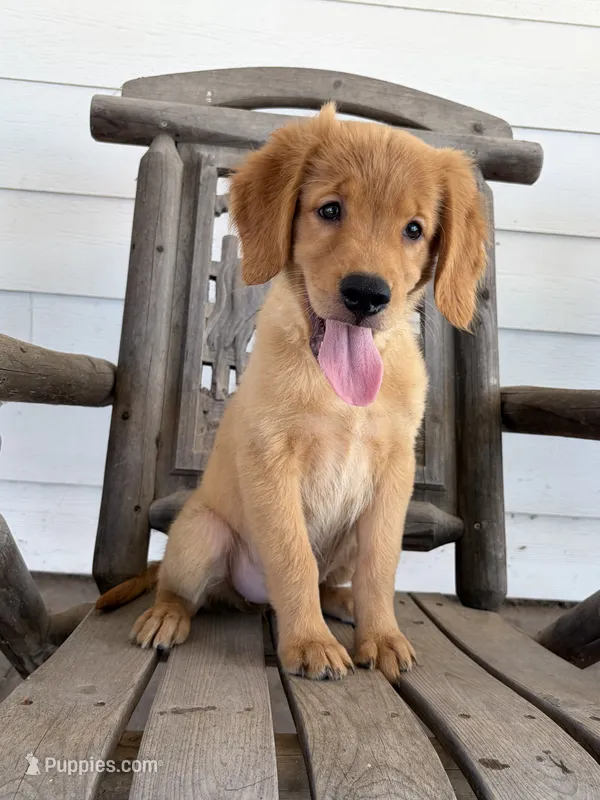 Pixie - AKC clear genetics- Ready!! – Golden Retriever puppy for sale in Caney, KS