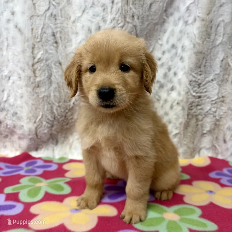 Suzie – Golden Retriever puppy for sale in Caney, KS