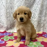 Suzie, a female Golden Retriever for sale in Caney, KS – 1 of 5