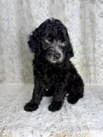 Winston F1b - I’m ready!, a male Miniature Goldendoodle for sale in Caney, KS – 4 of 9