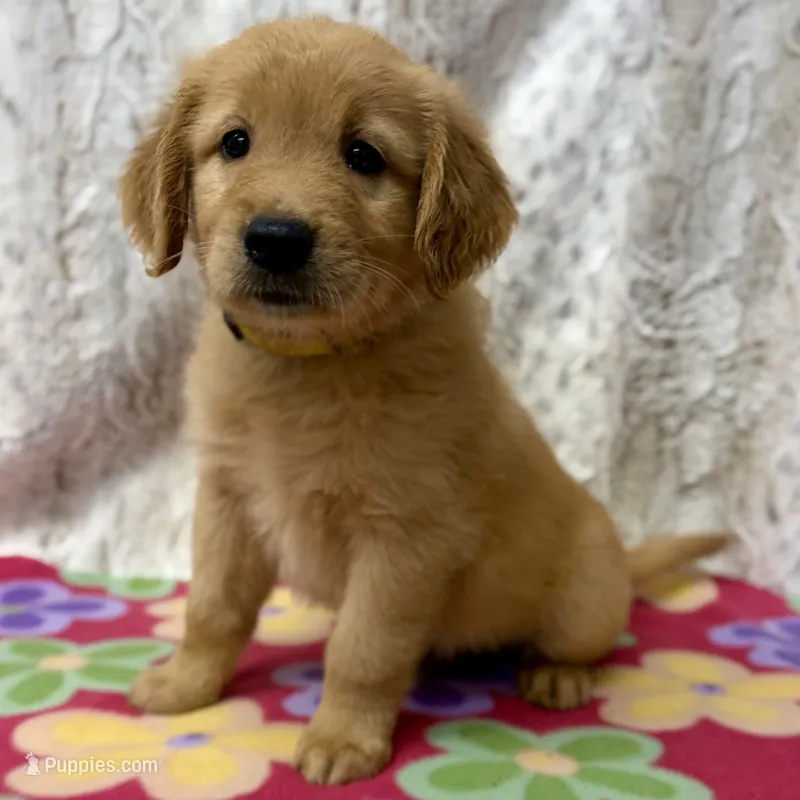 Sandy – Golden Retriever puppy for sale in Caney, KS