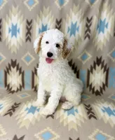 Waylon F1b READY!, a male Miniature Goldendoodle for sale in Caney, KS – 3 of 10