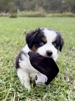 Bailey - ready!, a female Miniature Australian Shepherd for sale in Caney, KS – 4 of 9