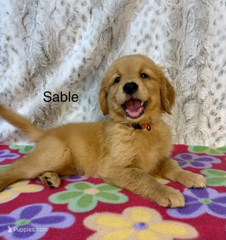 Sable – Golden Retriever puppy for sale in Caney, KS