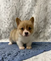 Charlie, a male Pembroke Welsh Corgi for sale in Caney, KS – 4 of 4