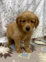 Squirt, a male Golden Retriever for sale in Caney, KS – 3 of 4