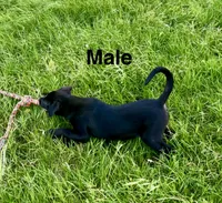 Hank the cowdog , a male Border Collie for sale in Caney, KS – 2 of 3