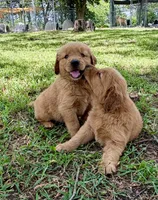 Opie, a male Golden Retriever for sale in Caney, KS – 3 of 3