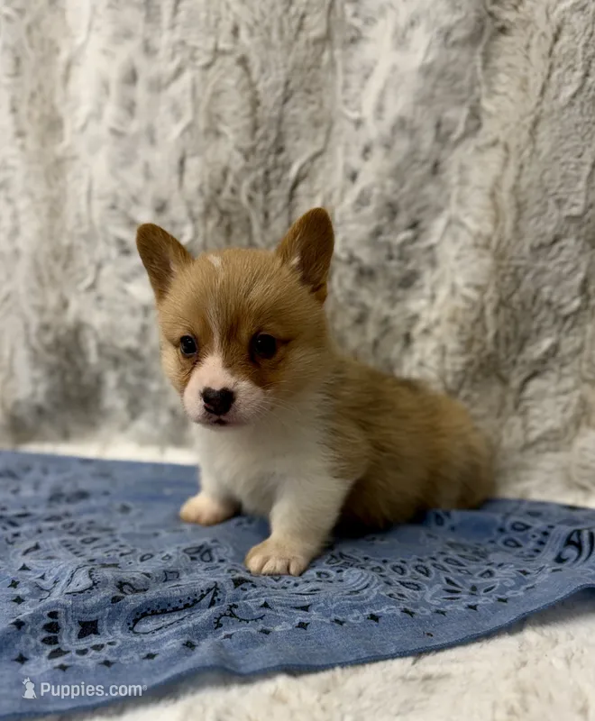 Charlie – Pembroke Welsh Corgi puppy for sale in Caney, KS