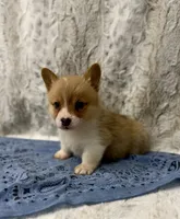 Charlie, a male Pembroke Welsh Corgi for sale in Caney, KS – 1 of 4