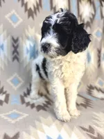 Willow F1b, a female Miniature Goldendoodle for sale in Caney, KS – 5 of 6