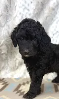 Willie F1b, a male Miniature Goldendoodle for sale in Caney, KS – 3 of 5