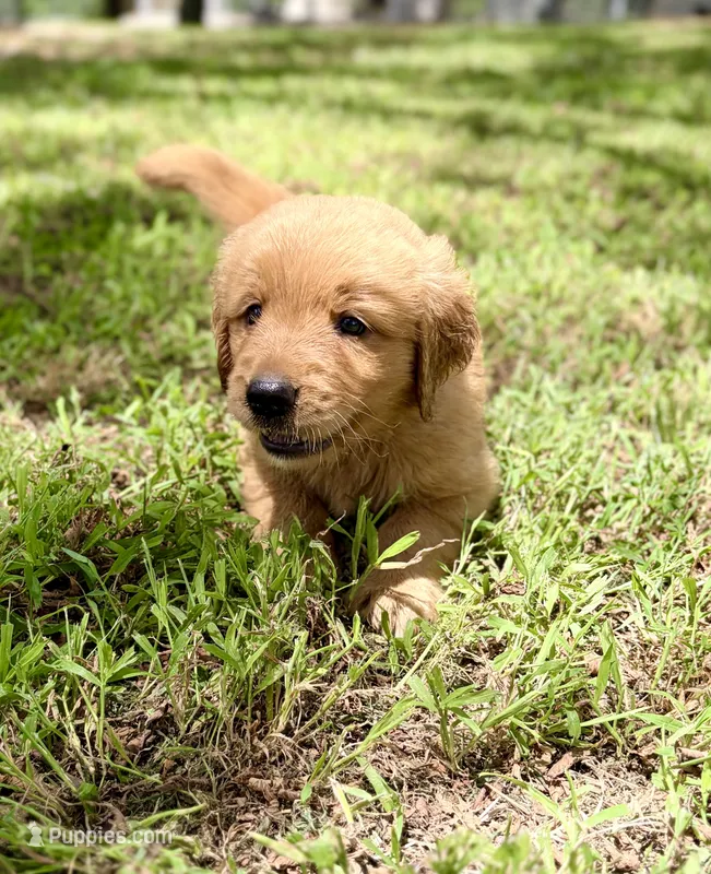 Opie – Golden Retriever puppy for sale in Caney, KS