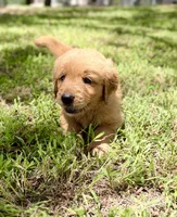 Opie, a male Golden Retriever for sale in Caney, KS – 1 of 3